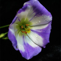 Buy canvas prints of Purple & White Lisianthus Flower by Sandra Buchanan