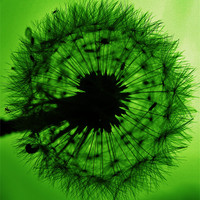 Buy canvas prints of Green Dandelion Floss by Sandra Buchanan