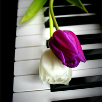 Buy canvas prints of 2 Tulips On Piano Keys by Sandra Buchanan