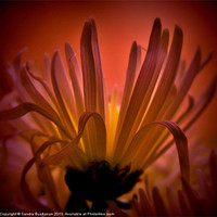 Buy canvas prints of Spider Chrysanthemum by Sandra Buchanan