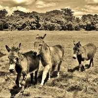 Buy canvas prints of 3 Little Donkeys by Sandra Buchanan