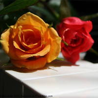Buy canvas prints of Red & Yellow Minature Roses by Sandra Buchanan