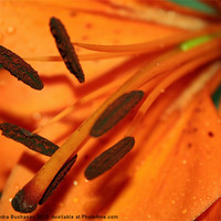 Buy canvas prints of Orange Lily by Sandra Buchanan