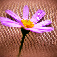 Buy canvas prints of Lilac Shimmer by Sandra Buchanan
