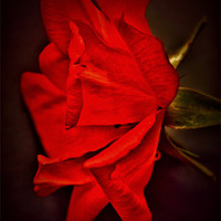 Buy canvas prints of Red Rose by Sandra Buchanan