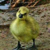 Buy canvas prints of Cute Baby Gosling by Sandra Buchanan