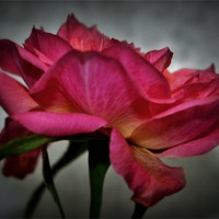 Buy canvas prints of Pink Rose by Sandra Buchanan