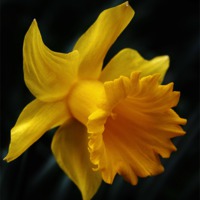 Buy canvas prints of Daffodil by Sandra Buchanan