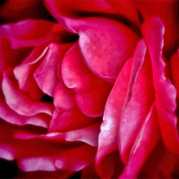Buy canvas prints of Love Pink by Sandra Buchanan