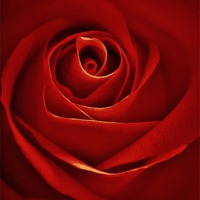 Buy canvas prints of Vintage Red Rose by Sandra Buchanan