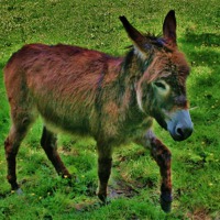 Buy canvas prints of Little Donkey by Sandra Buchanan