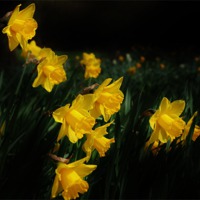 Buy canvas prints of Daffodils by Sandra Buchanan