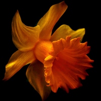 Buy canvas prints of Daffodil 2 by Sandra Buchanan