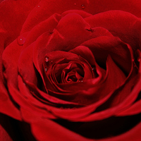 Buy canvas prints of Red Rose by Sandra Buchanan