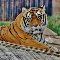 Buy canvas prints of Bengal Tiger by Sandra Buchanan