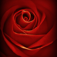 Buy canvas prints of Dreamy Red Rose by Sandra Buchanan