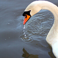 Buy canvas prints of The Swan by HELEN PARKER