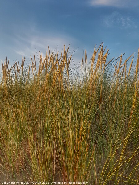 Coastal Grasses Picture Board by HELEN PARKER