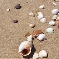 Buy canvas prints of Shells on beach by HELEN PARKER