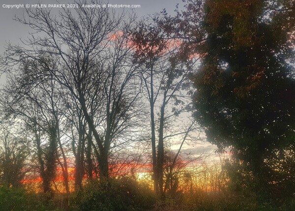 Sunrise through the trees. Picture Board by HELEN PARKER