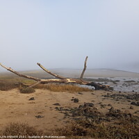 Buy canvas prints of Large driftwood on the shore of River Neathsand by HELEN PARKER