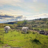 Buy canvas prints of Sheep grazing on the grass by HELEN PARKER