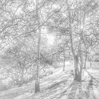 Buy canvas prints of Trees and shadows by HELEN PARKER