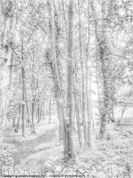 Trees in a forest Picture Board by HELEN PARKER