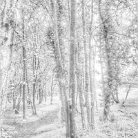 Buy canvas prints of Trees in a forest by HELEN PARKER
