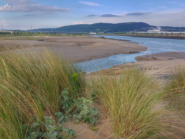 Neath River Estuary at Crymlyn Burrows Picture Board by HELEN PARKER