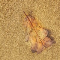 Buy canvas prints of Just a leaf by HELEN PARKER