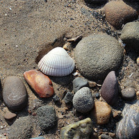 Buy canvas prints of SINGLE WHITE SHELL by HELEN PARKER
