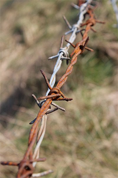 STRING OF BARBED WIRE Picture Board by HELEN PARKER