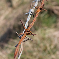 Buy canvas prints of STRING OF BARBED WIRE by HELEN PARKER