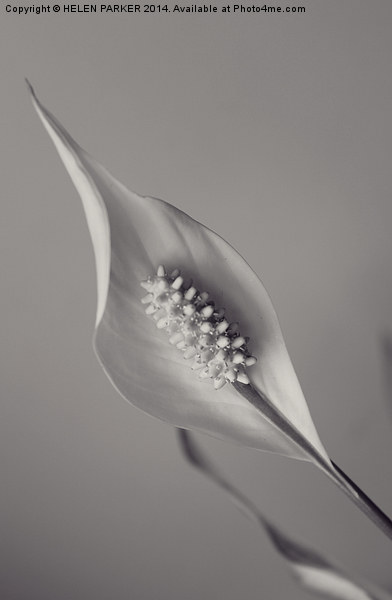 Peace Lily Picture Board by HELEN PARKER
