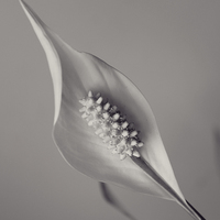 Buy canvas prints of Peace Lily by HELEN PARKER