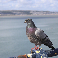 Buy canvas prints of  Pigeon by HELEN PARKER