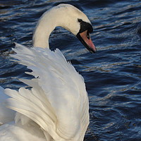 Buy canvas prints of The beauty of a Swan by HELEN PARKER