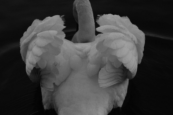 Beautiful Swan Plumage Picture Board by HELEN PARKER