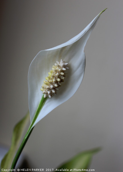 Peace Lily Picture Board by HELEN PARKER