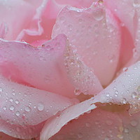 Buy canvas prints of ROSE WITH RAIN SOAKED PETALS by HELEN PARKER