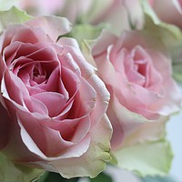 Buy canvas prints of Rose a delicate beauty by HELEN PARKER