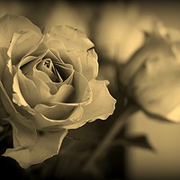 Buy canvas prints of Roses in Sepia by HELEN PARKER