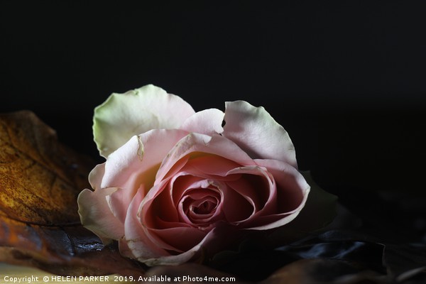 Rose on an autumnal leaf Picture Board by HELEN PARKER