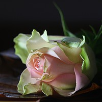 Buy canvas prints of Rose, The flower of love and affection by HELEN PARKER