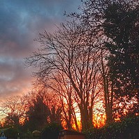 Buy canvas prints of Spectacular sunrise through the trees by HELEN PARKER