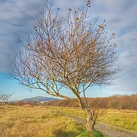 Buy canvas prints of The lonely tree by HELEN PARKER