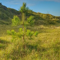 Buy canvas prints of Lonesome Pine by HELEN PARKER