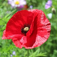 Buy canvas prints of Remembrance Red Poppy by HELEN PARKER