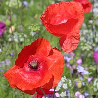 Buy canvas prints of  Red poppies the Flowers of Remembrance by HELEN PARKER